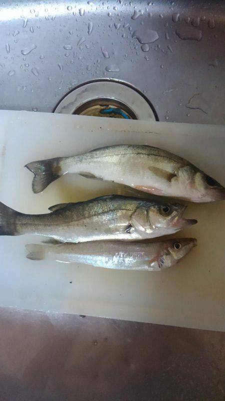 キスとシーバスゲット！