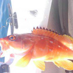 アカハタボート