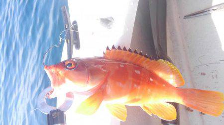 アカハタボート