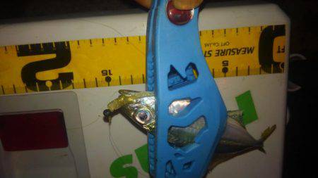 サイズもよくなってきた