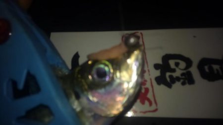 サイズも良くなってきた