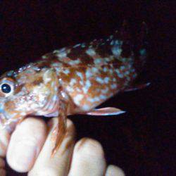 チビガシラの日