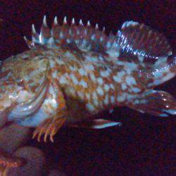 やっぱりのべ竿が好き!