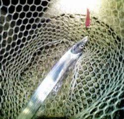 強風、大雨のなか太刀狩り