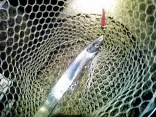 強風、大雨のなか太刀狩り