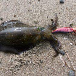 シブいエギング