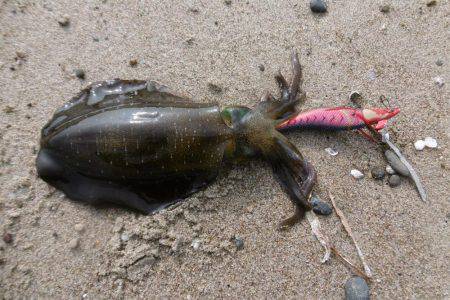 シブいエギング