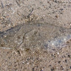 エギングついでに・・・・