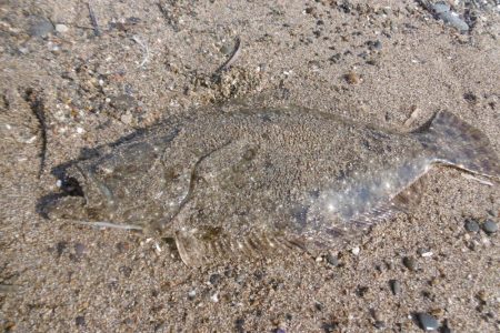 エギングついでに・・・・