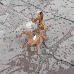 スナダコオクトパッシング