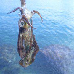 釣り日和なれど