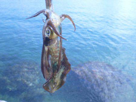 釣り日和なれど