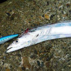 タチウオが飛んだ日