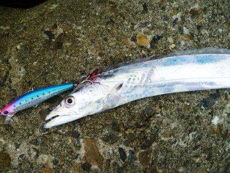 タチウオが飛んだ日