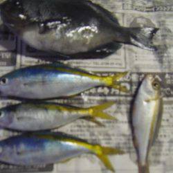 シマアジ３匹