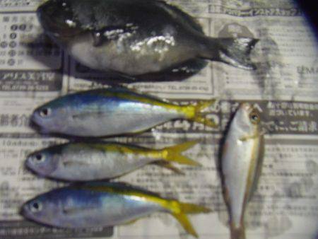 シマアジ３匹