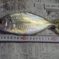 アイゴ33センチ