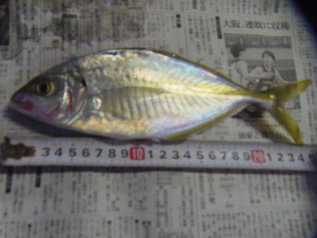 アイゴ33センチ