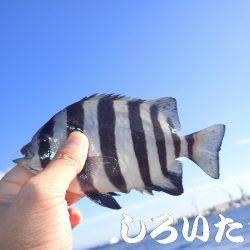 チヌ、タチウオ、ツバス長時間の釣り。