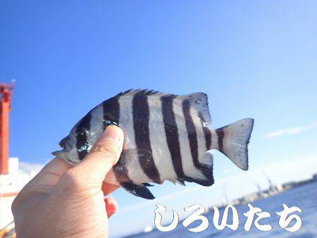 チヌ、タチウオ、ツバス長時間の釣り。