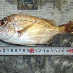 真鯛２４センチ