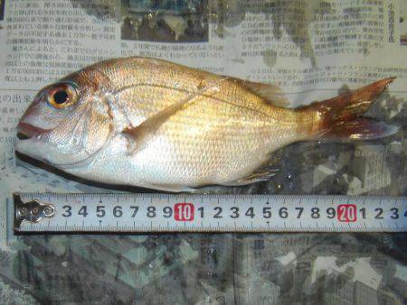 真鯛２４センチ