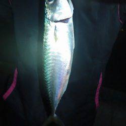 タチウオ、アジ、サバ、ツバスまで。