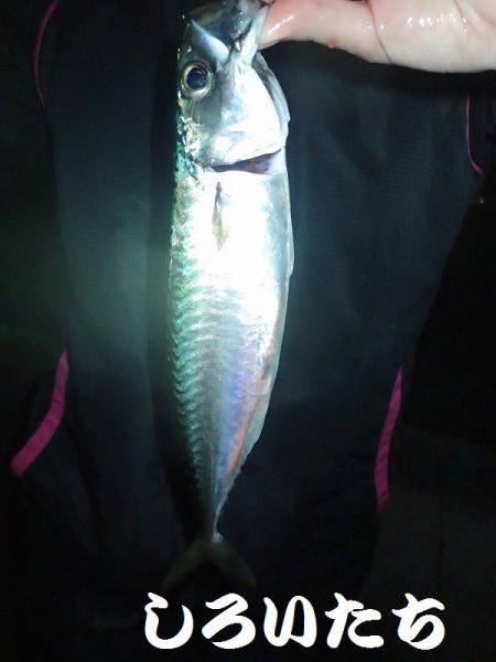 タチウオ、アジ、サバ、ツバスまで。