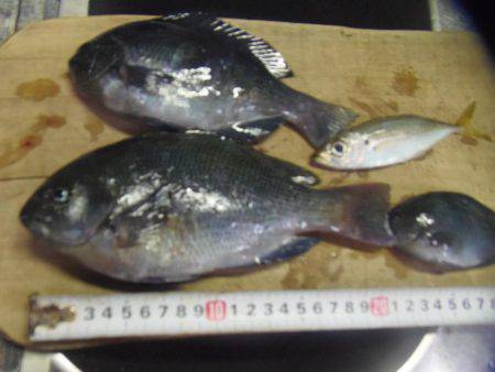 サンバソウとコッパグレばかり