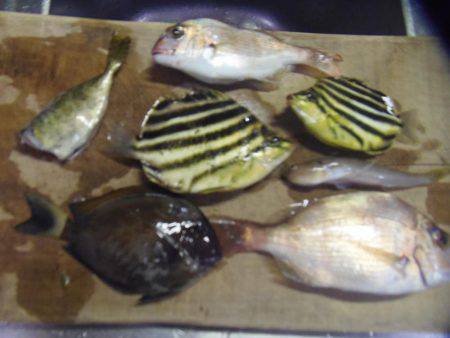 岩代港に再チャレンジ