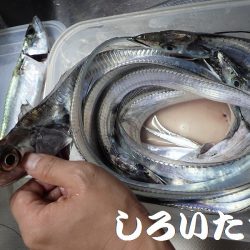 良型アジとタチウオ＋ハマチ