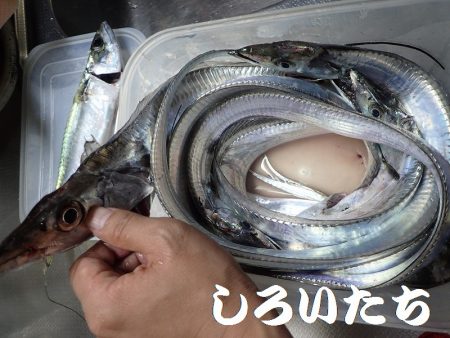 良型アジとタチウオ＋ハマチ