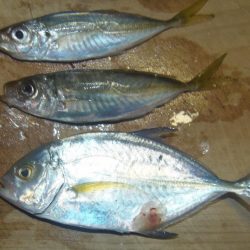 富田浜　大荒れ