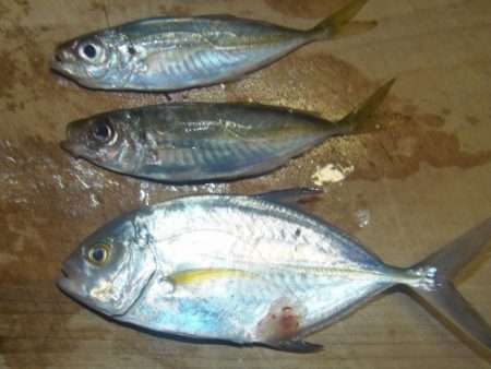 富田浜　大荒れ