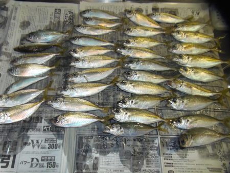 タチウオと小アジ