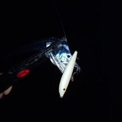 雨の太刀魚後サバゲーム