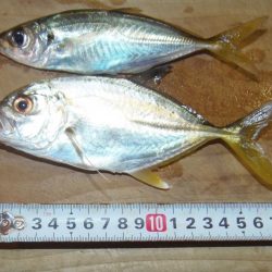 強風と濁流海水