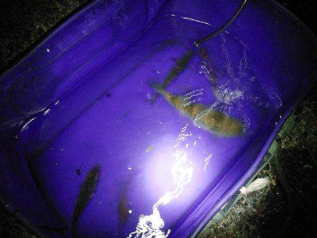 家族でファミリーフィッシング！