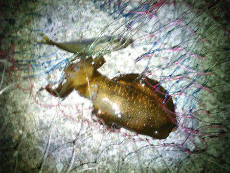 ウキ釣りでアオリイカゲット！