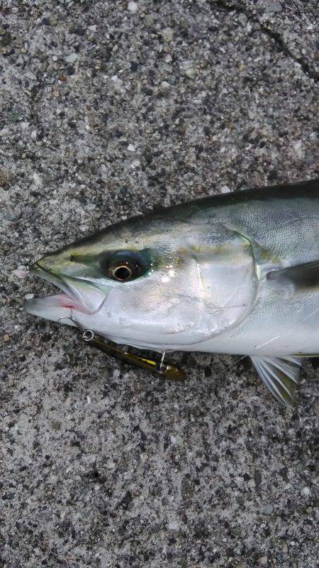 近所湾奥でハマチ