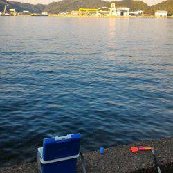 ちょいなげサビキ