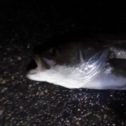 マイワシ　シーバス