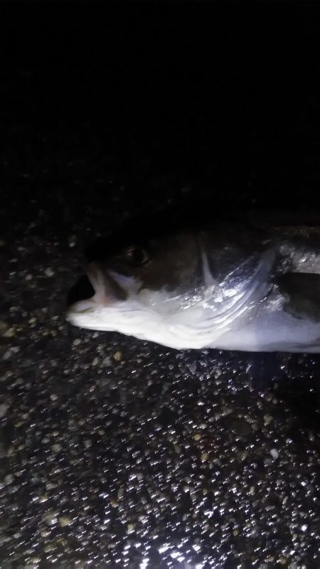 マイワシ　シーバス