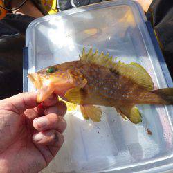 2日連続ティップラン