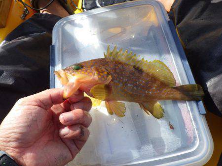 2日連続ティップラン