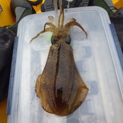 ティップランエギング