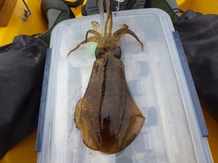 ティップランエギング