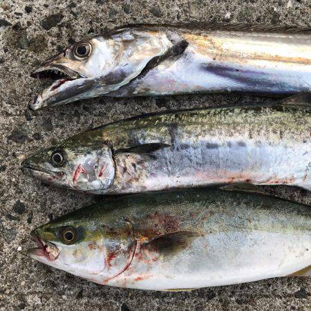 タチウオ・サゴシ・ツバス