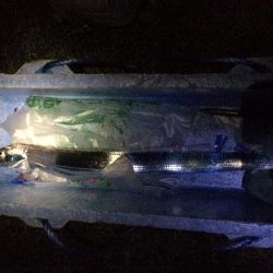 太刀魚　連日釣果がありすぎて載せきれません