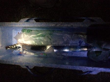 太刀魚　連日釣果がありすぎて載せきれません